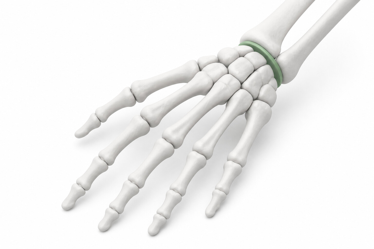 손 부위 3D 일러스트