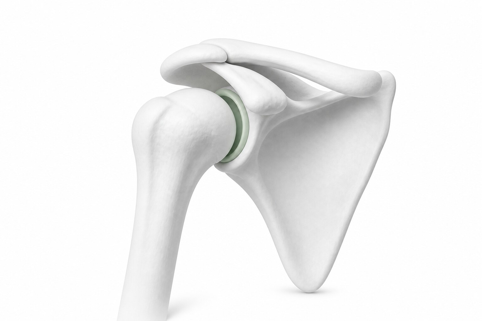 어깨 부위 3D 일러스트